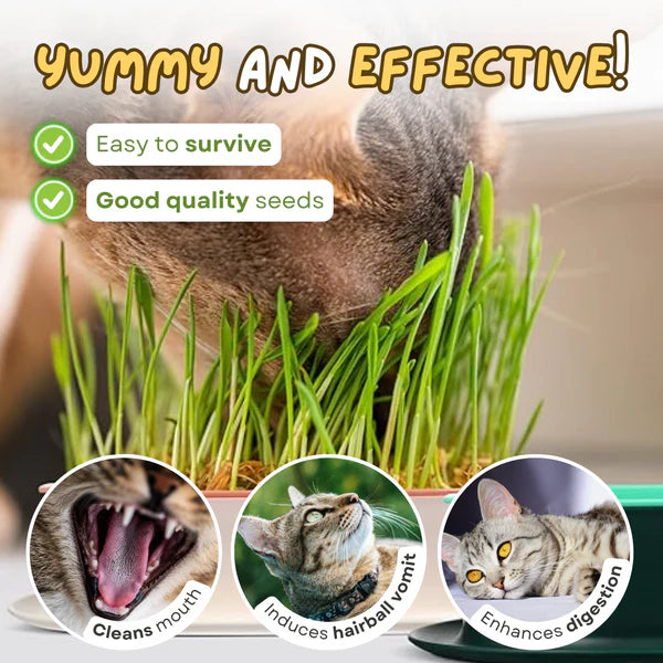 Easy Grass Grower
