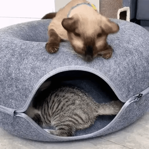 Cat playing and relaxing in the Floofland Donut Bed